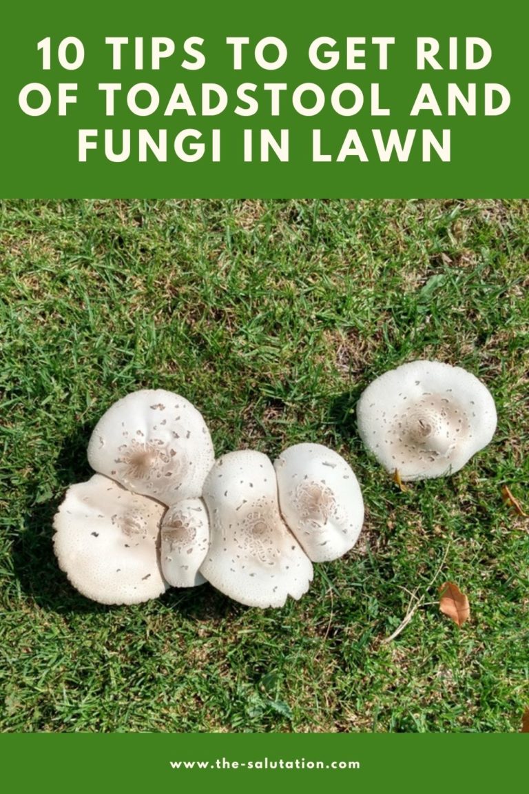 10 Tips To Get Rid of Toadstool and Fungi In Lawn