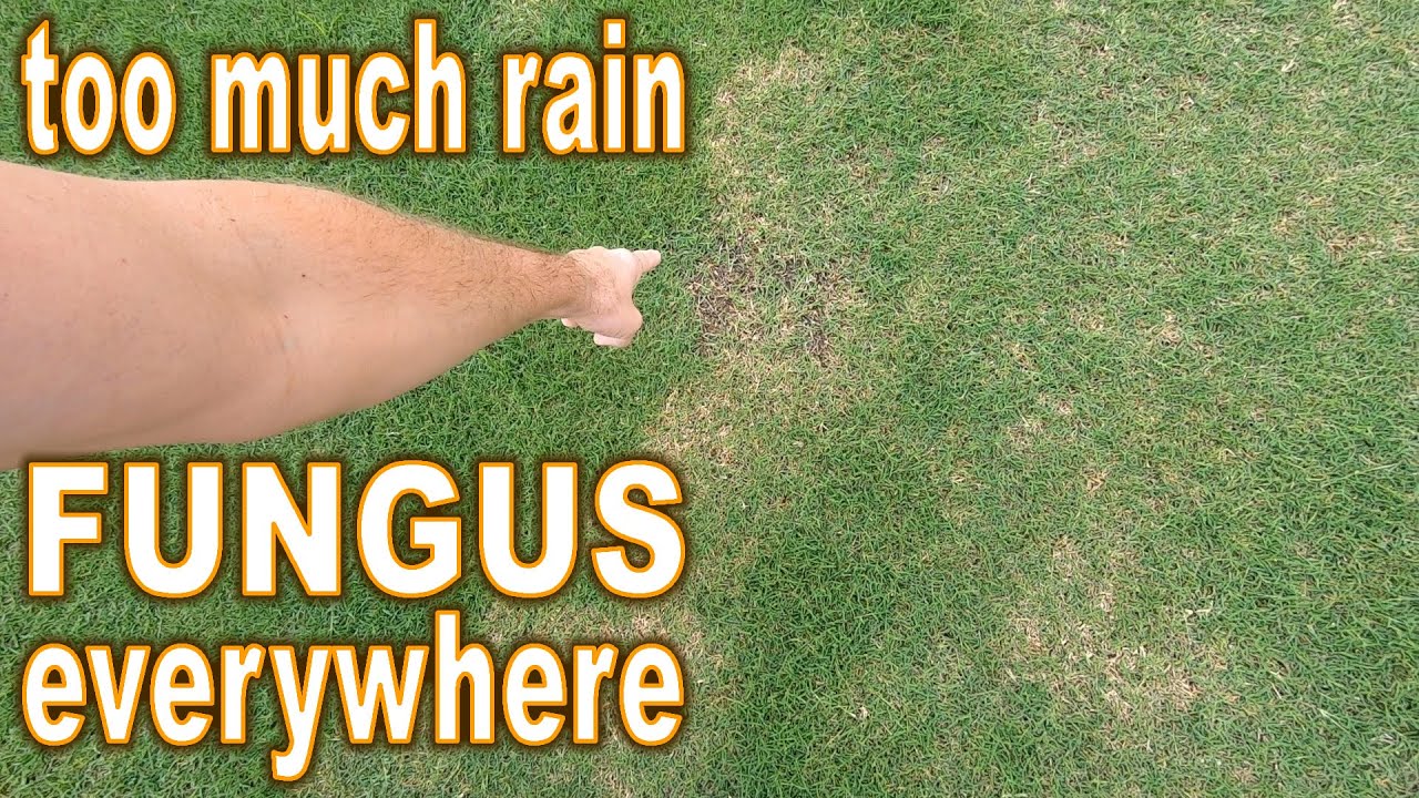 2 Ways to Control Lawn Fungus // How To Prevent &  Treat ...