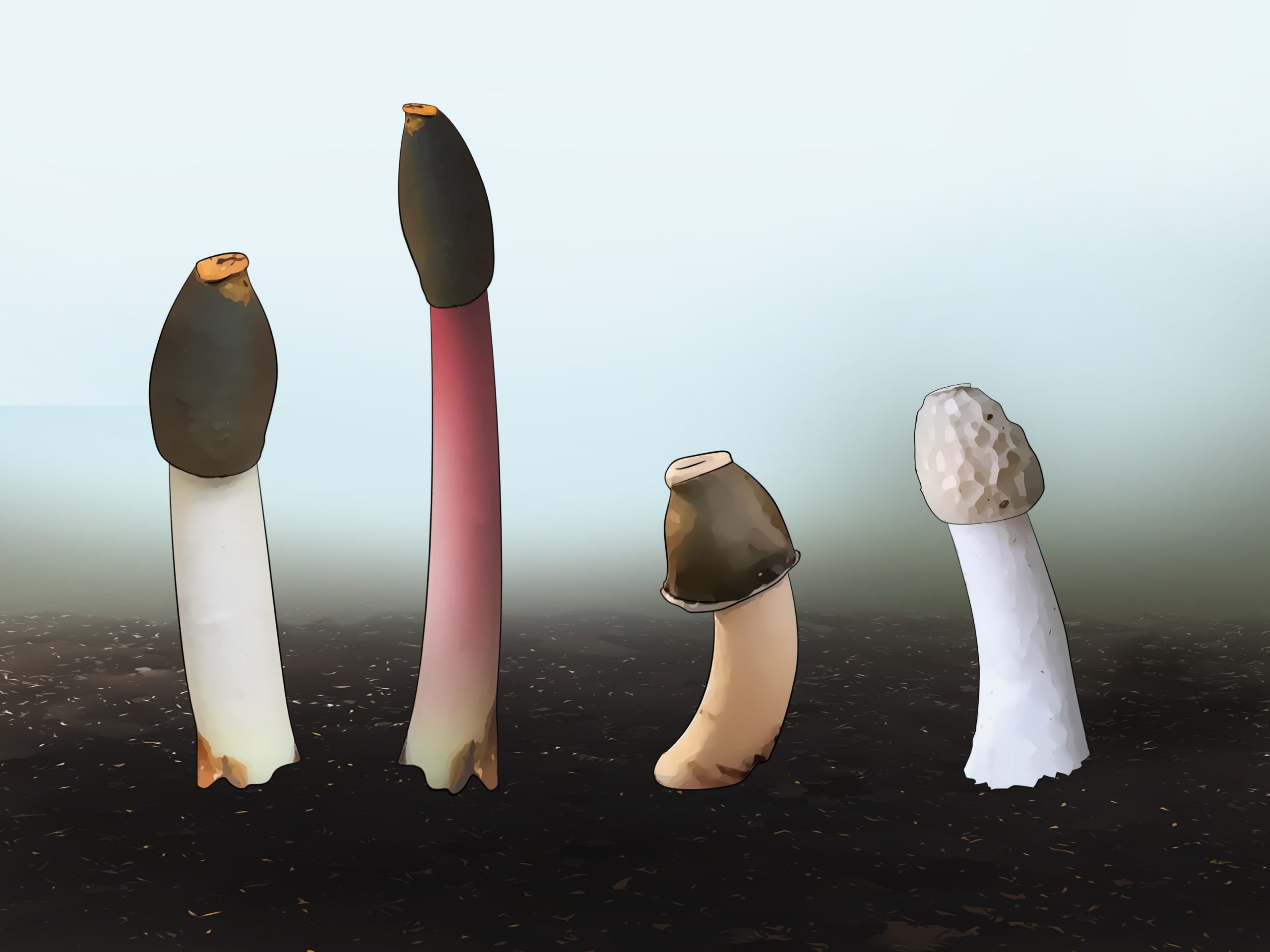 3 Ways to Kill a Stinkhorn Fungus