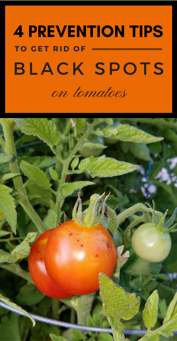 4 Prevention Tips To Get Rid Of Black Spots On Tomatoes ...