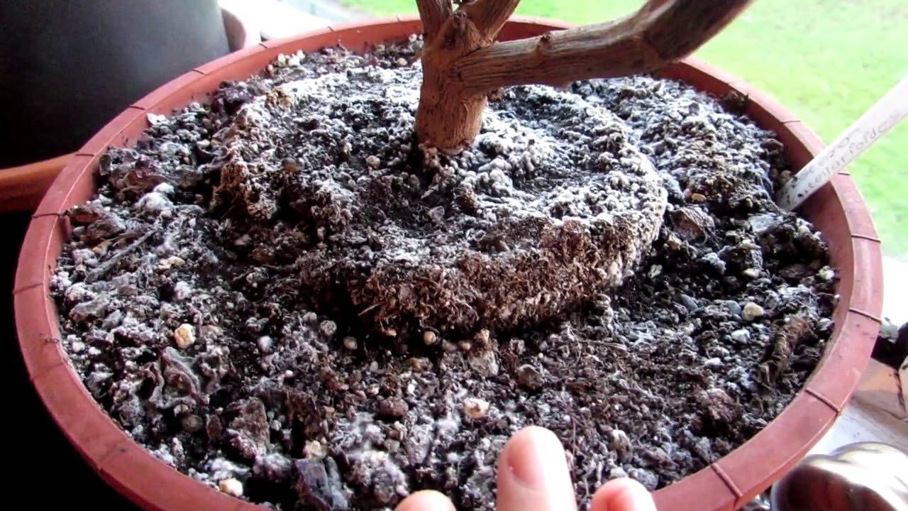 8 Images How To Get Rid Of Mold In Garden Soil And View ...