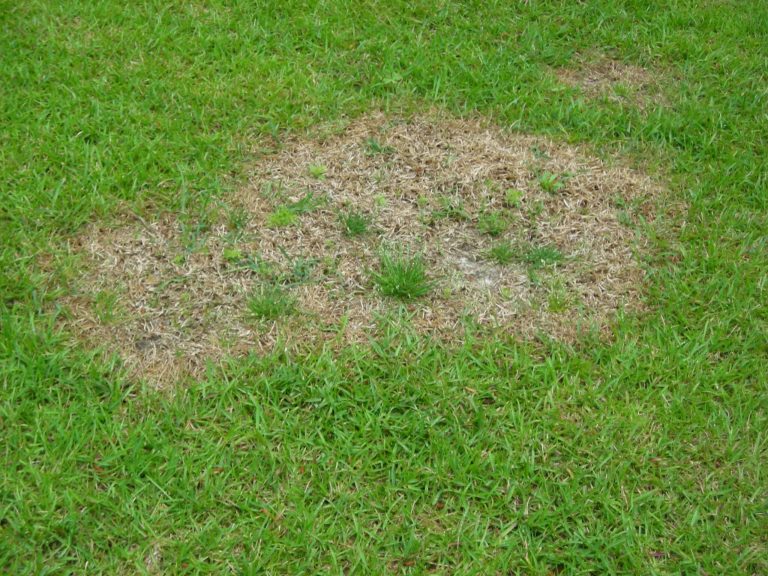 Advice From An Expert On How To Treat Lawn Diseases