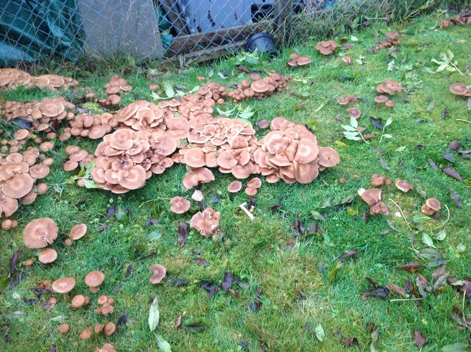 Are Mushrooms Good For Your Lawn