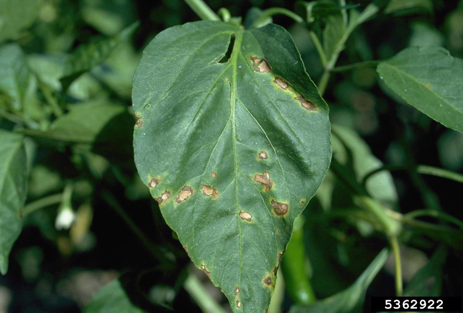 bacterial spot (Xanthomonas vesicatoria ) on pepper (Capsicum spp ...