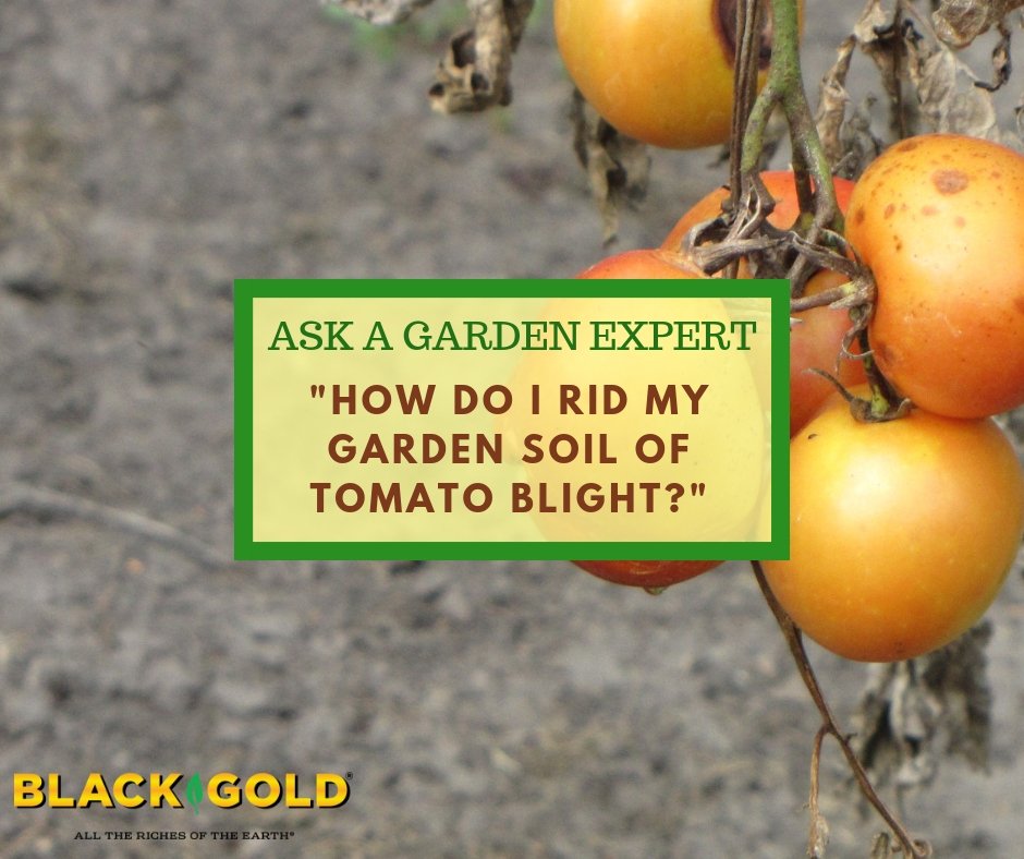 Black Gold How Do I Rid My Garden Soil of Tomato Blight?