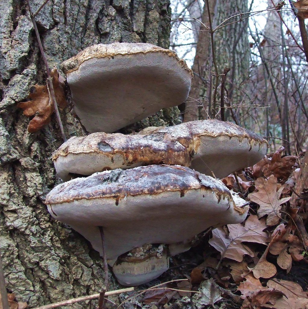Bracket fungus on oak tree