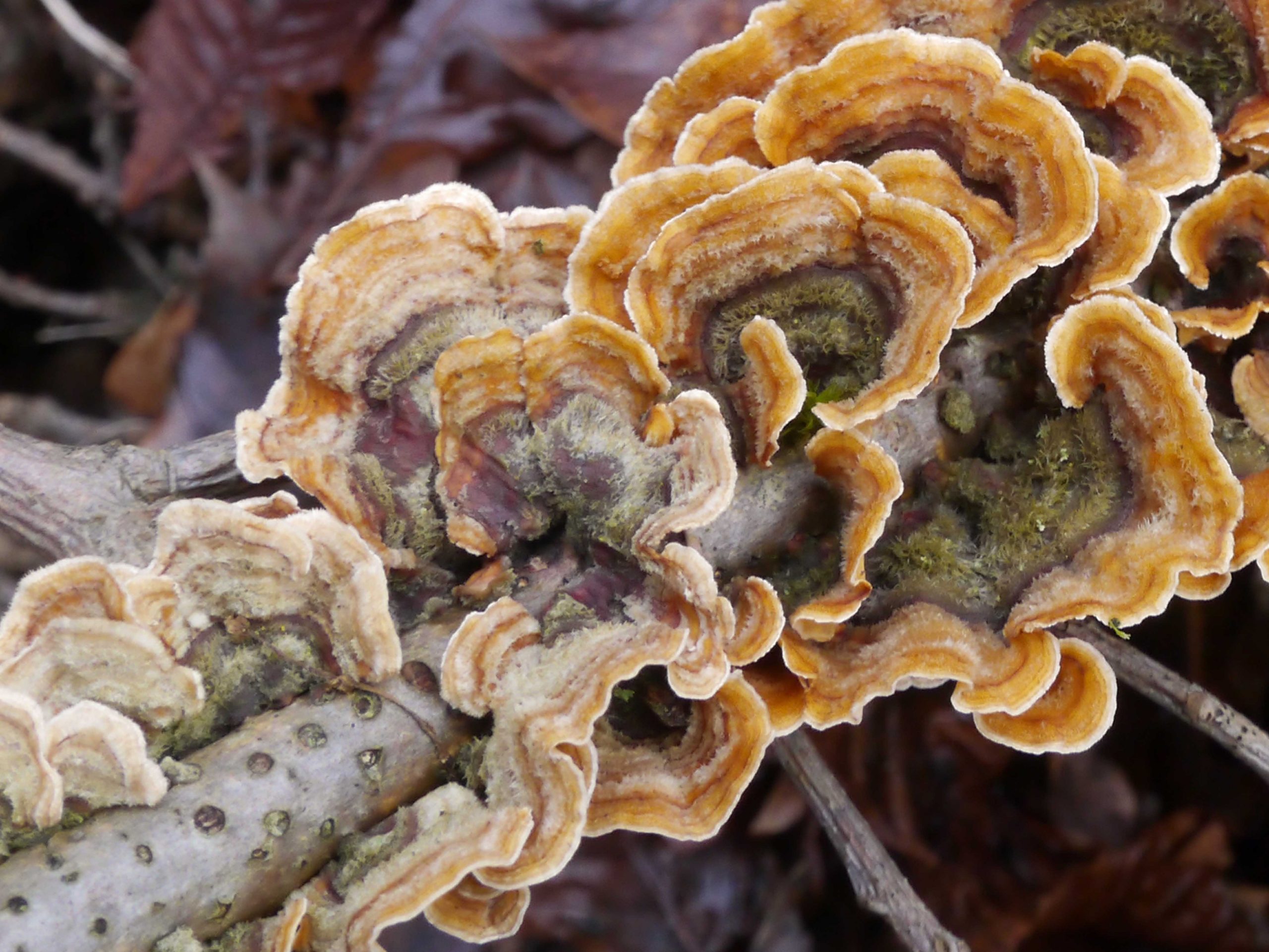 Crust fungus