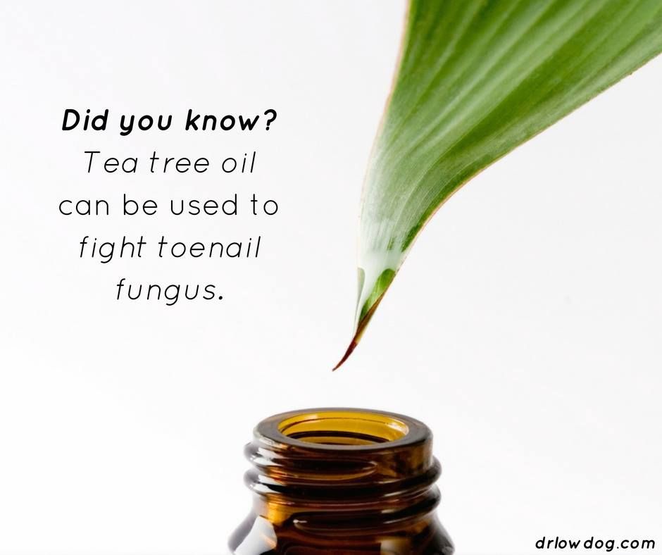 Did you know? Tea tree oil can be used to fight toenail ...