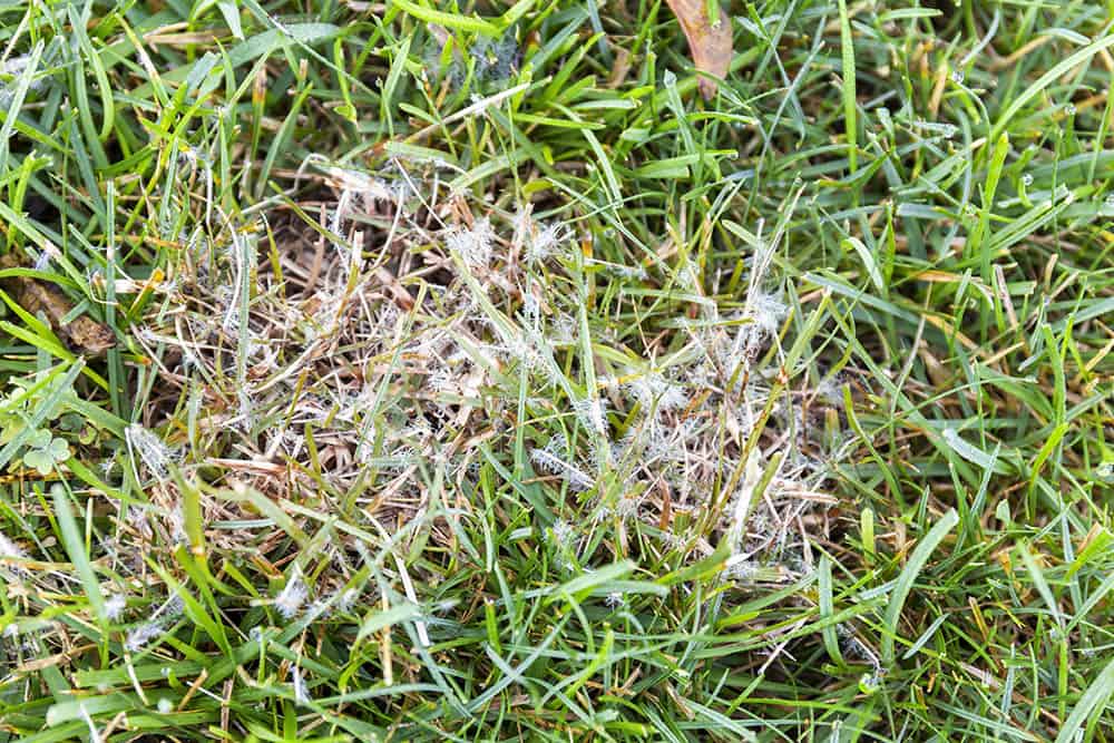 Dollar Spot Fungus On Your Lawn [7 Tips For Treatment ...