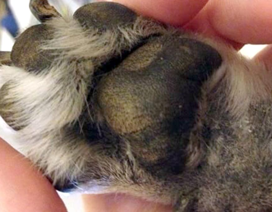 Fungal Infection Paws healed with Skin Soother
