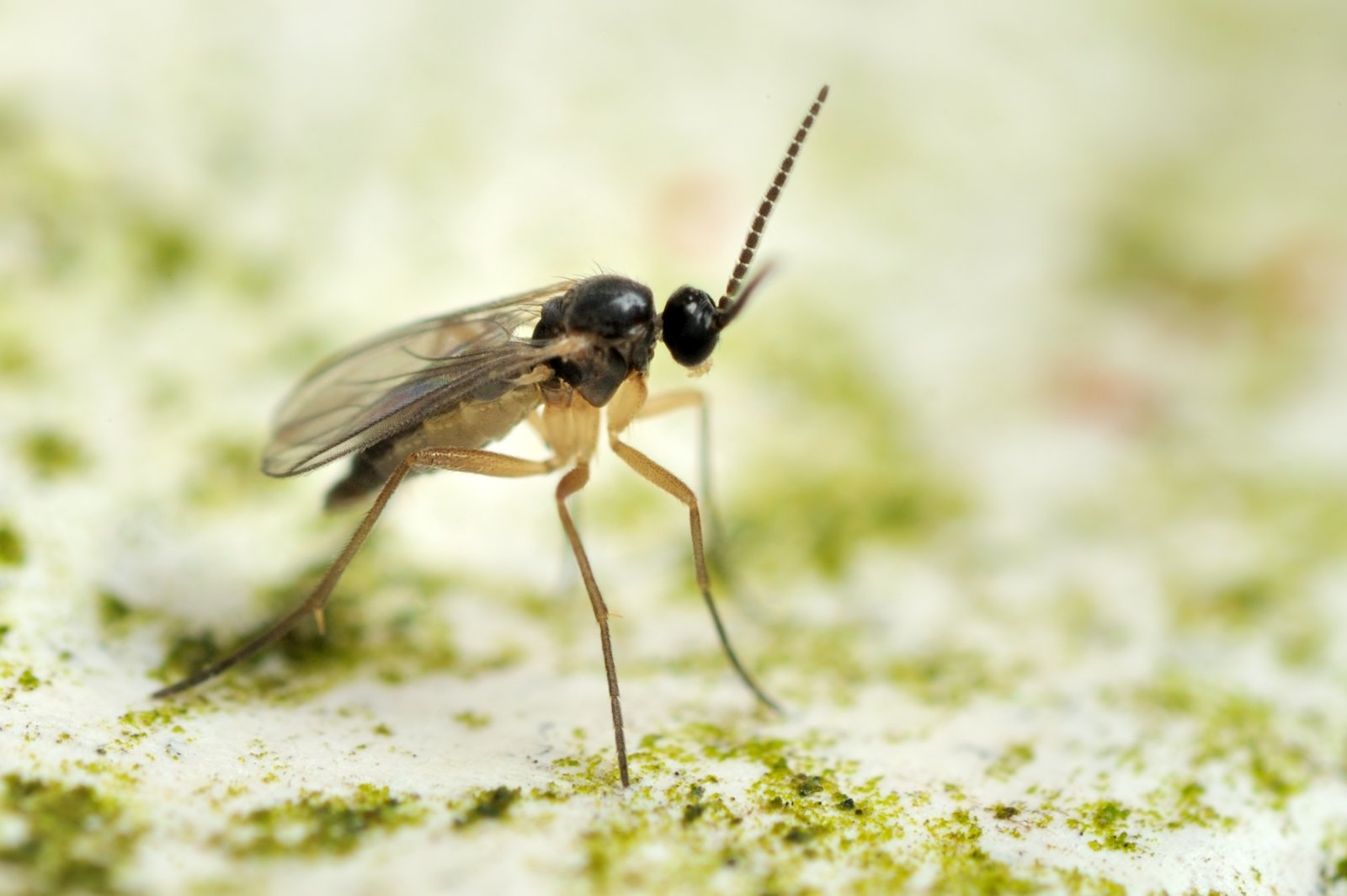 Fungus Gnats: How to Get Rid of Fungus Gnats in ...