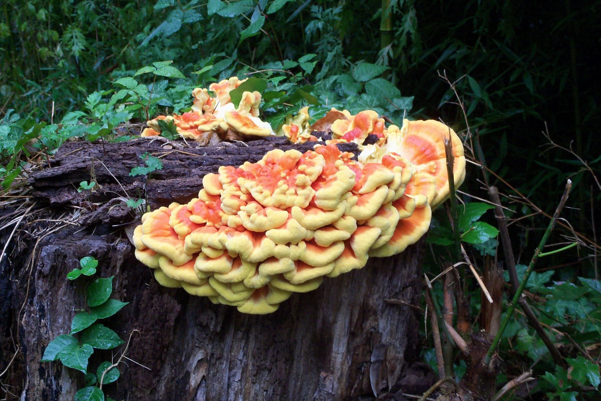 Fungus on trees, shrubs and annuals