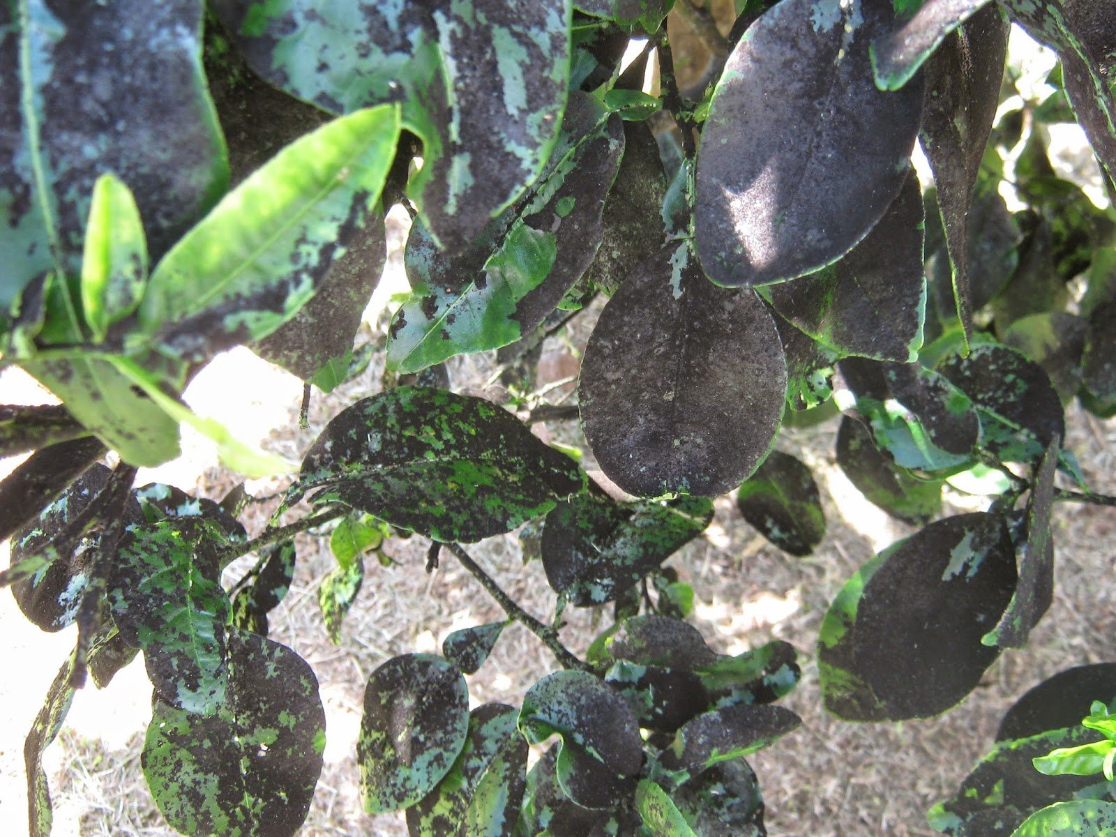 Garden Guy Hawaii: Black Sooty Mold