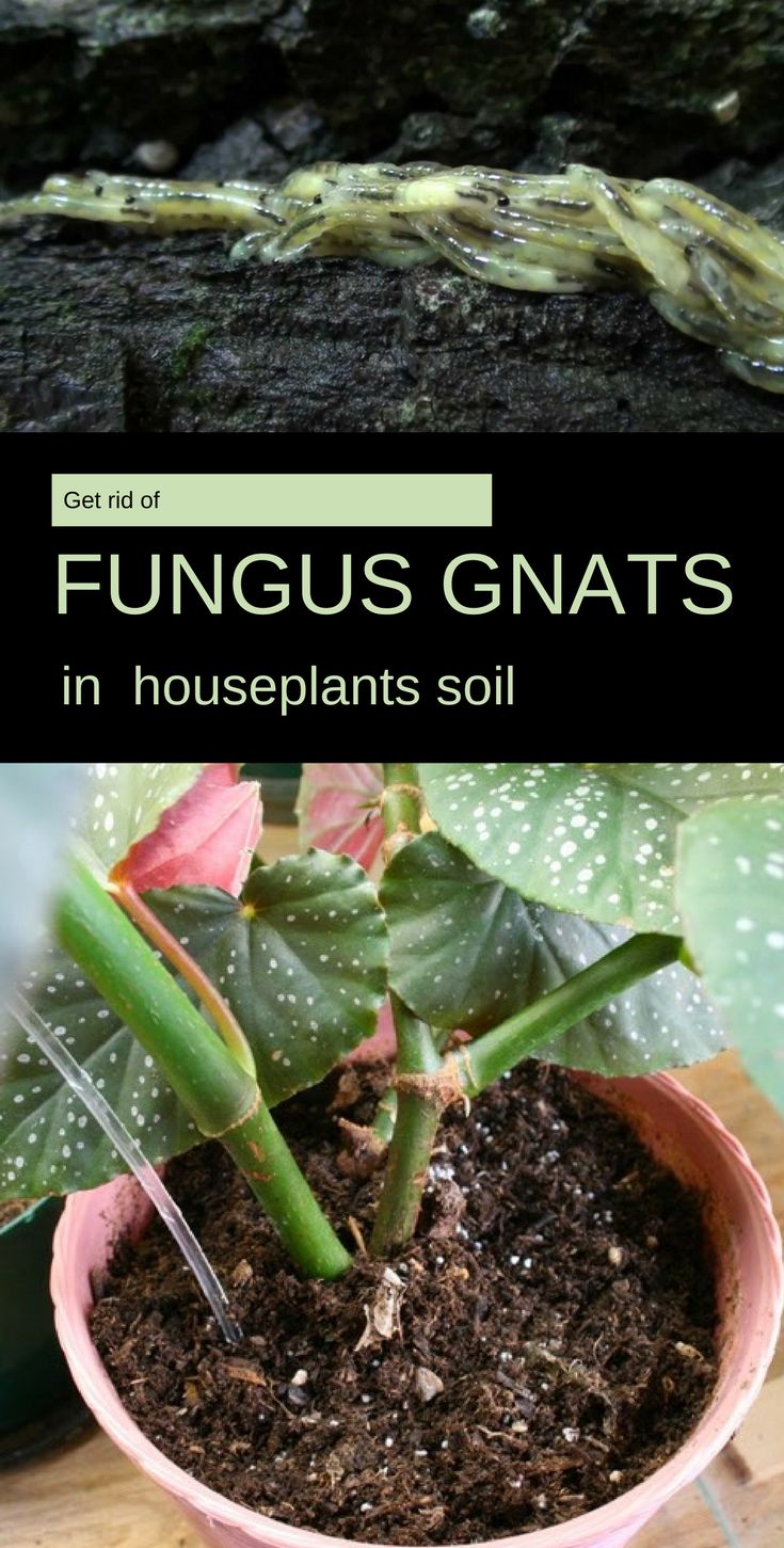 Get Rid of Fungus Gnats in Houseplants Soil