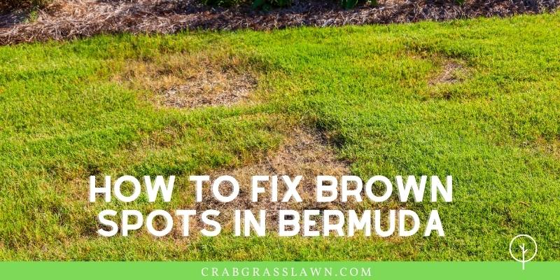 Getting Brown Spots in your Lawn? Causes + How to Get Rid ...