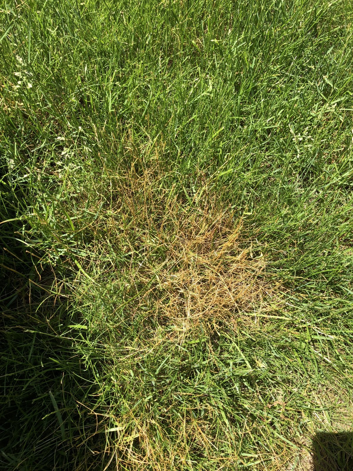 Grass Fungus? Help With Issue