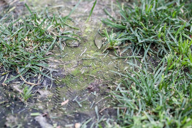 Home Remedy for Lawn Fungus