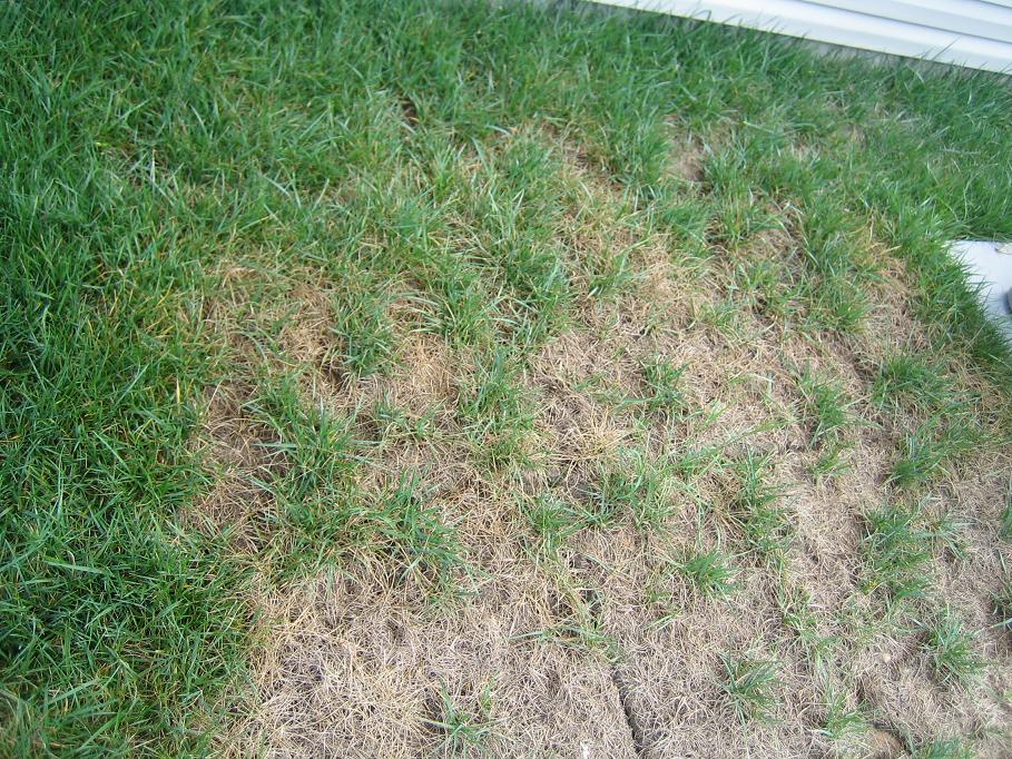 How can I tell if I have fungus in my grass ...