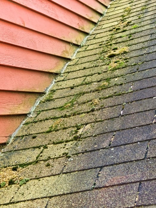 How to Clean Algae and Moss Off Asphalt Shingles ...