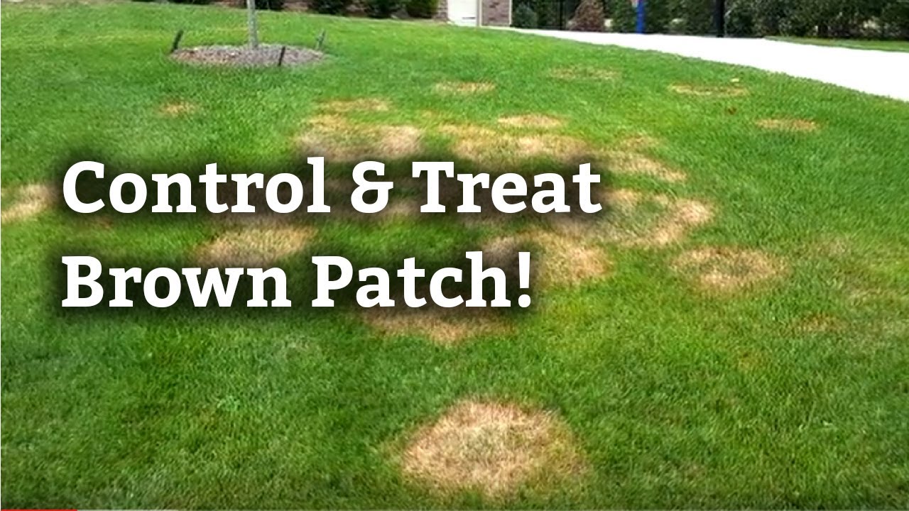 How to Control and Treat Brown Patch l Expert Lawn Care ...