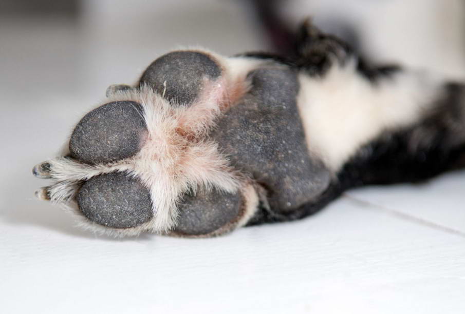 How To Cure Dog Foot Fungus