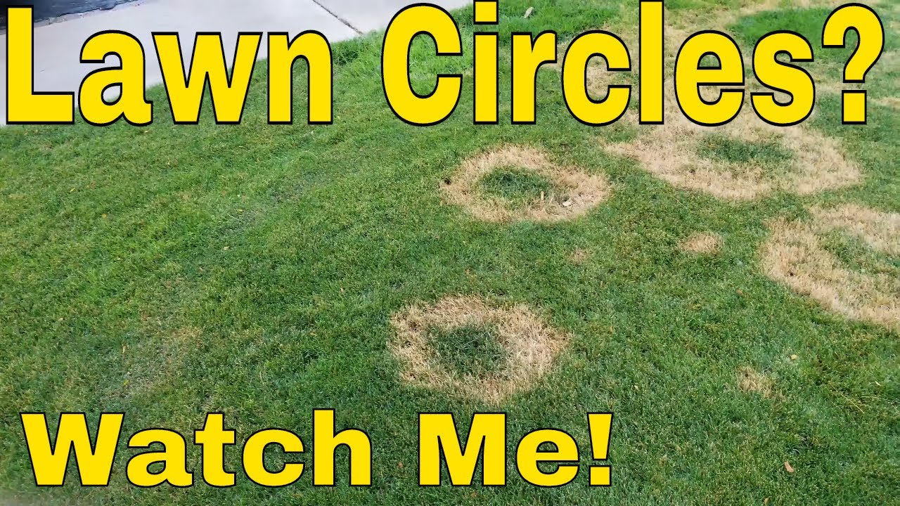 How to fix dead grass lawn circles: Fix Necrotic Ring Spot ...
