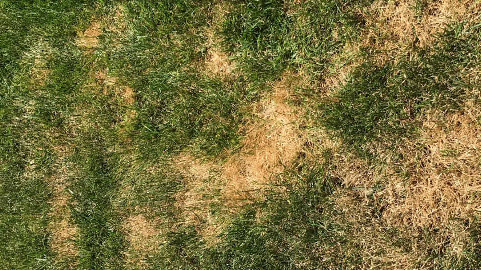 How to Fix Fungus in the Lawn