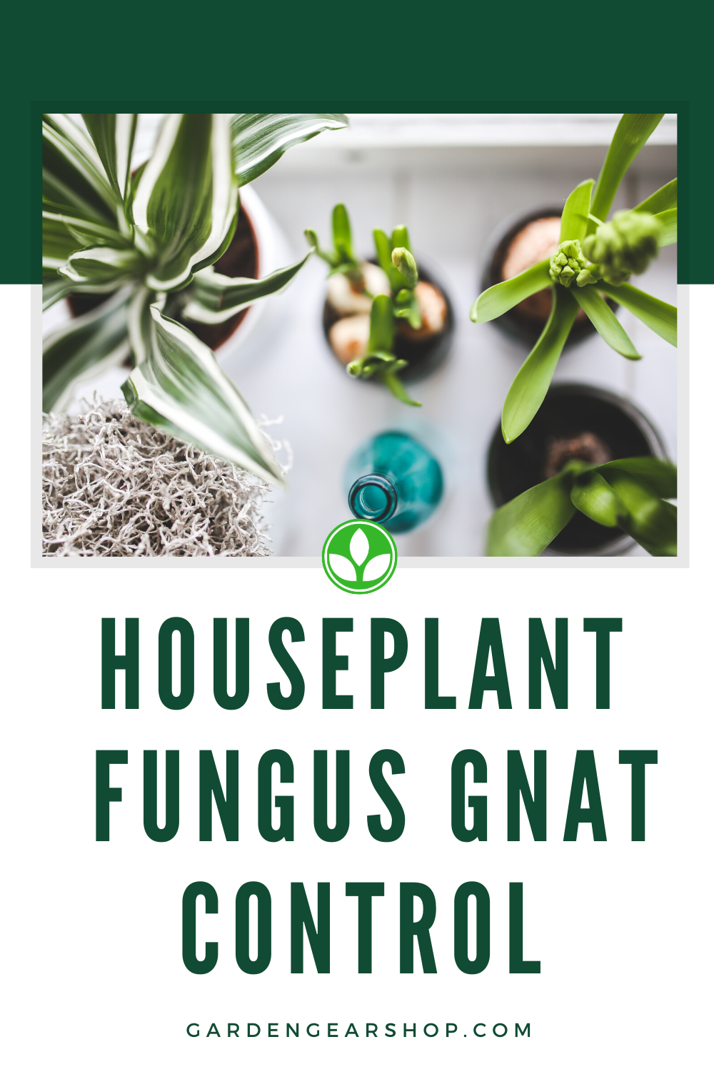 How To Get Rid of Fungus Gnats in Houseplant