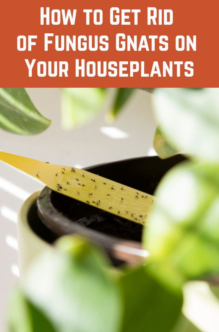 How to Get Rid of Fungus Gnats on Your Houseplants in 2020 ...