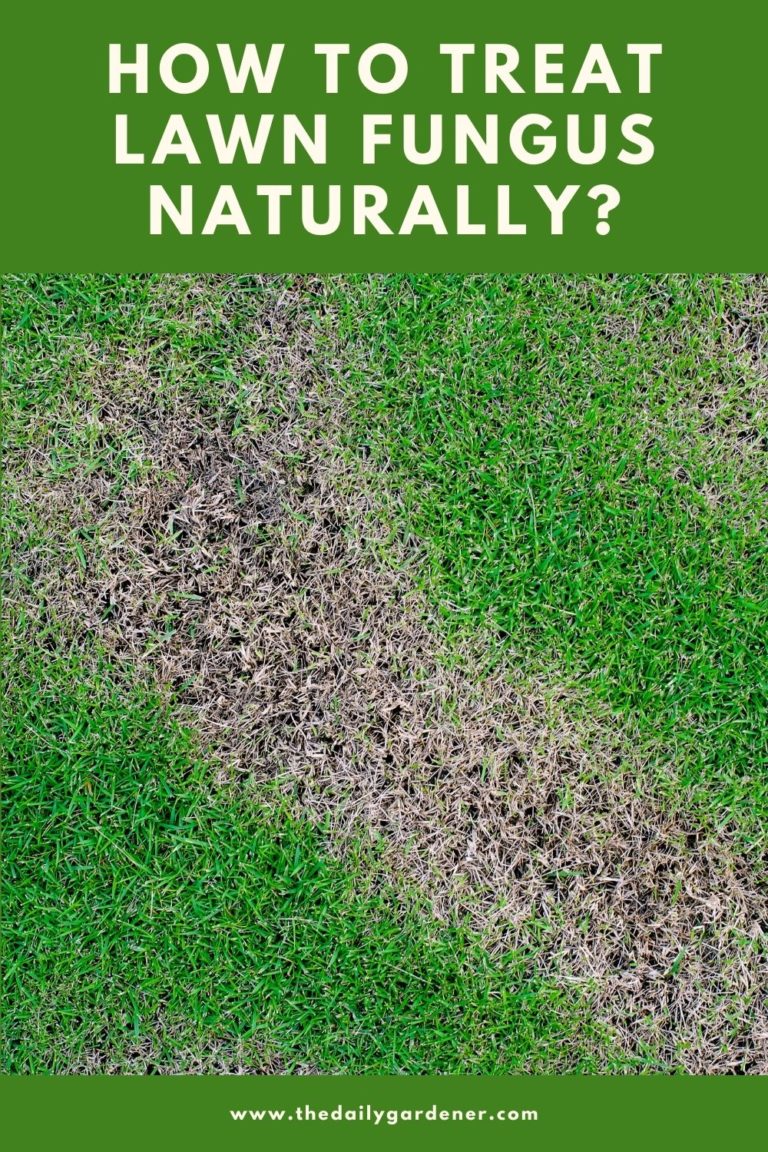 How to Get Rid of Grass Fungus?