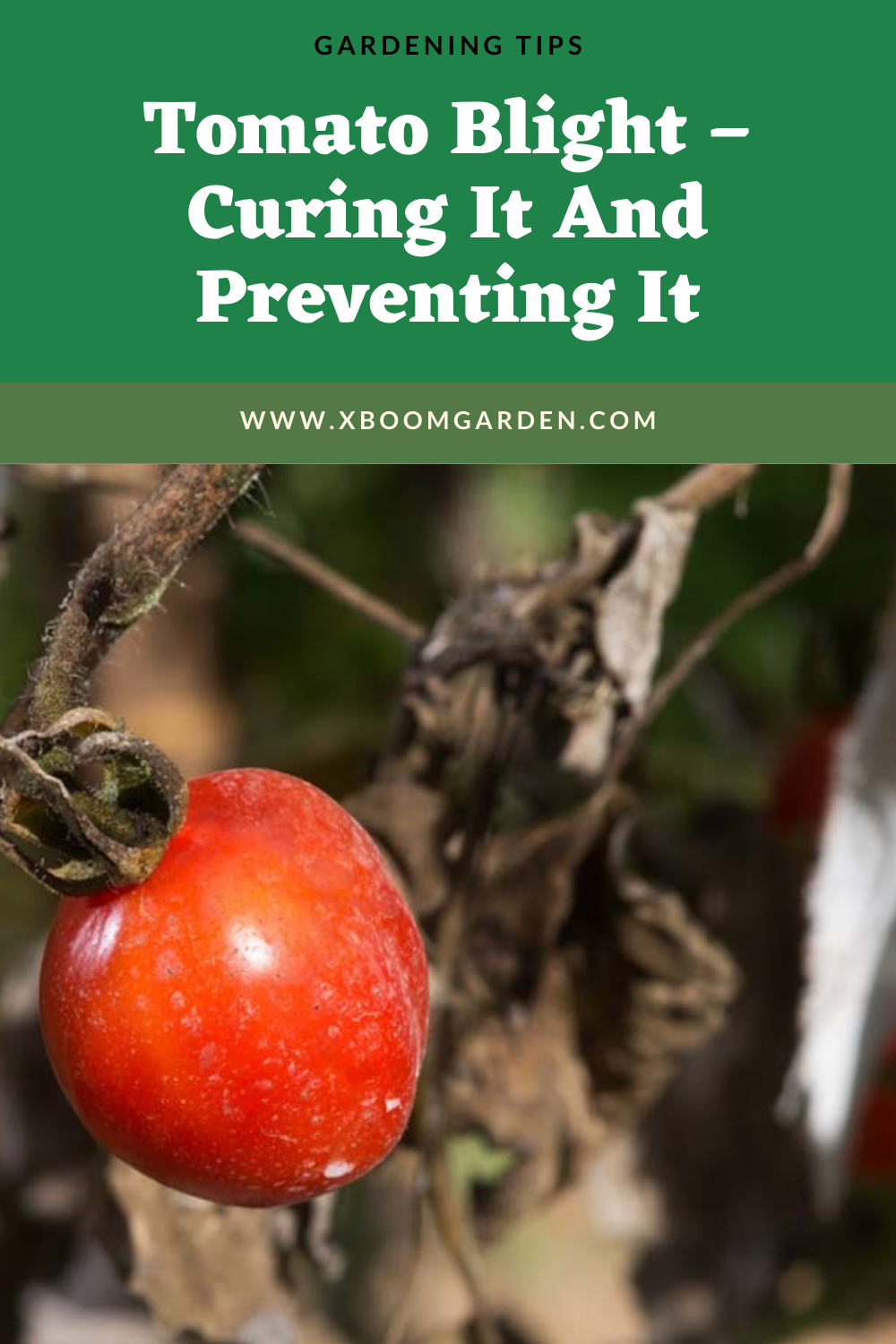 How To Get Rid Of Late Blight On Tomatoes