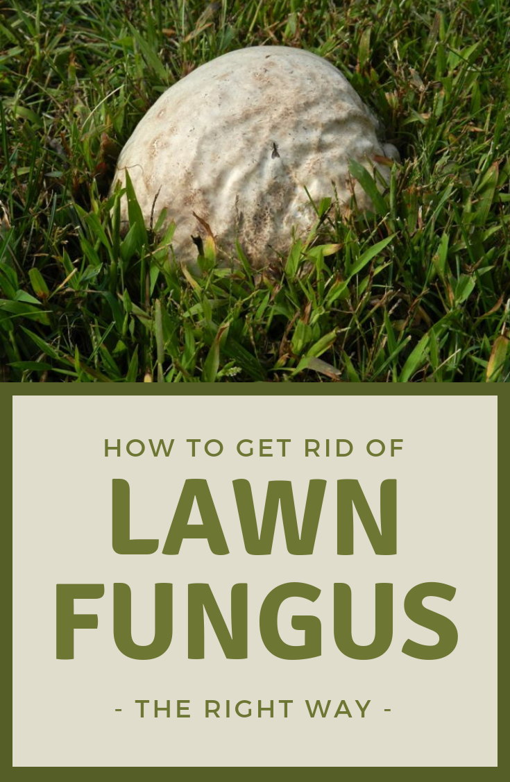 How To Get Rid Of Lawn Fungus  The Right Way