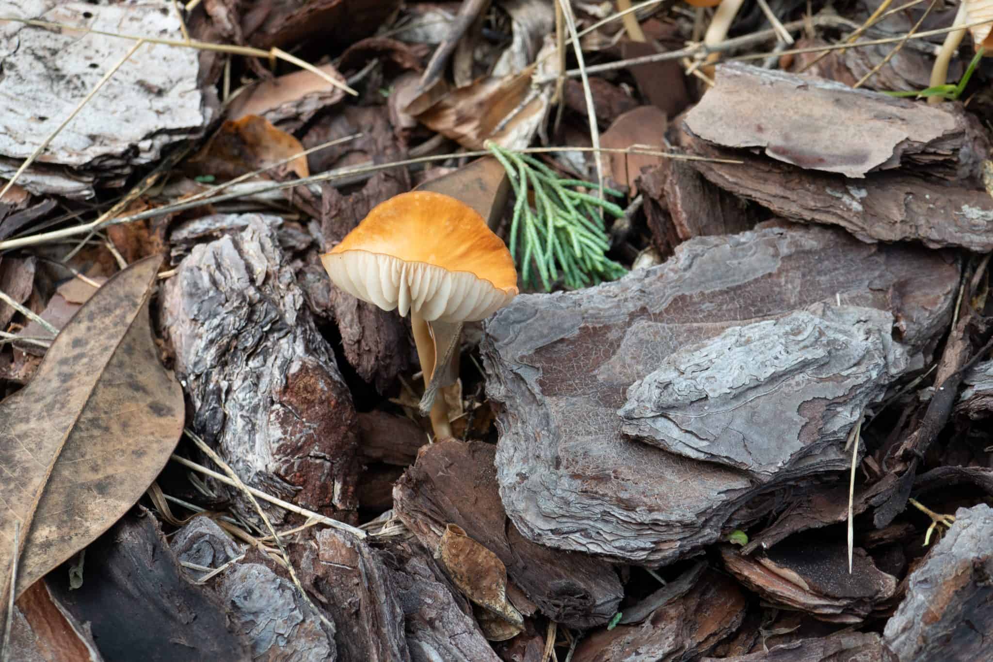 How To Get Rid Of Mushrooms In Mulch (Step