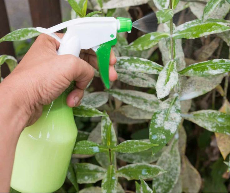 How To Get Rid of Powdery Mildew on Plants in 2020 ...