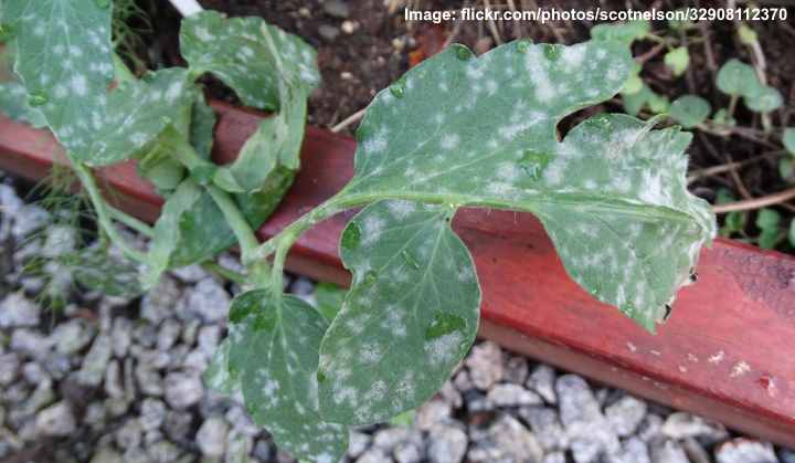 How to Get Rid of White Mold on Plants (Ultimate Guide)