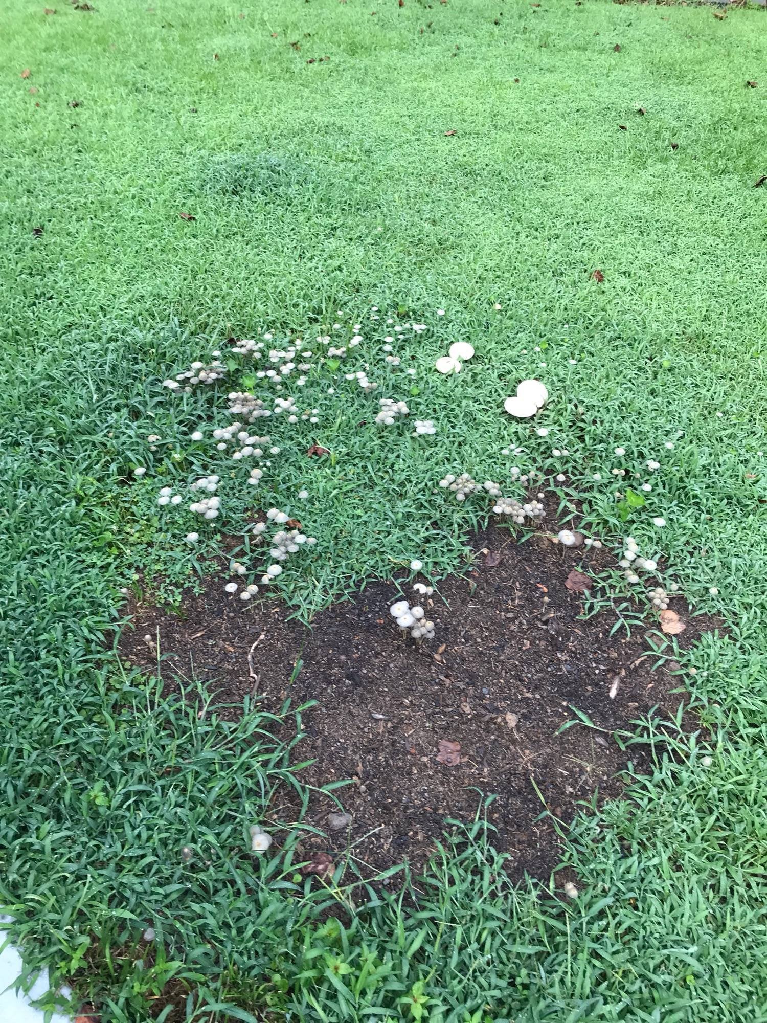 How to kill these mushrooms? [Georgia, USA] : lawncare