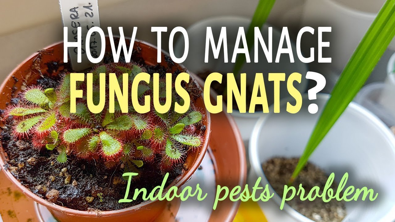 How To Manage Fungus Gnats Indoors