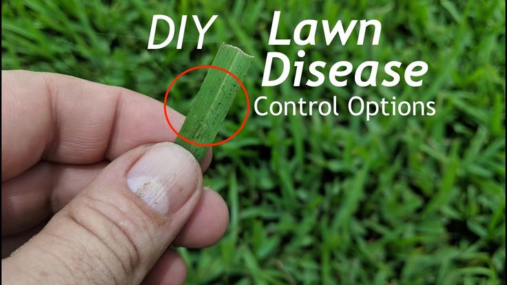 How To Prevent Fungus In The Lawn Using Home Depot ...