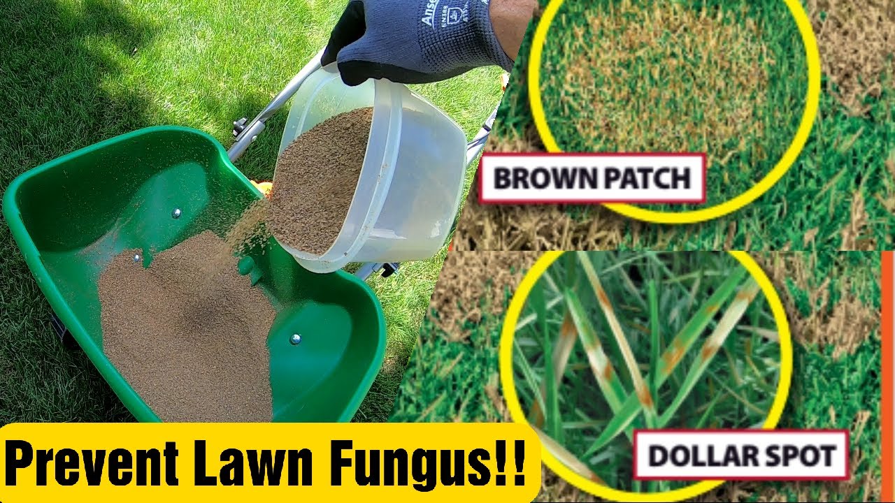 How To Prevent Lawn Fungus