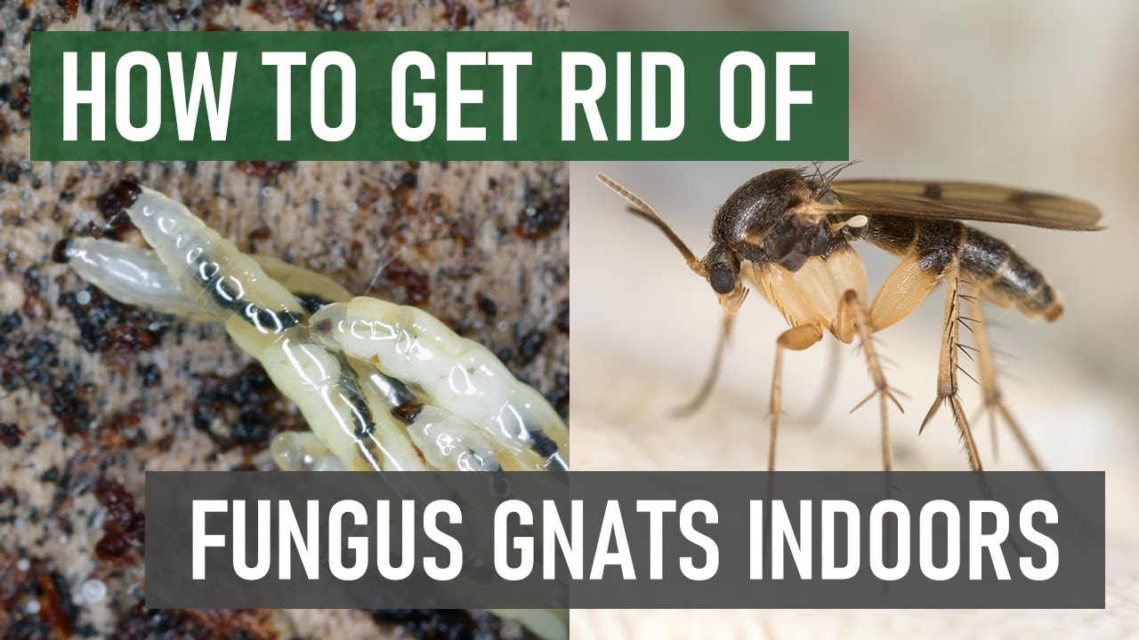 How To Stop Fungus Gnats From Breeding &  Spreading Indoors ...