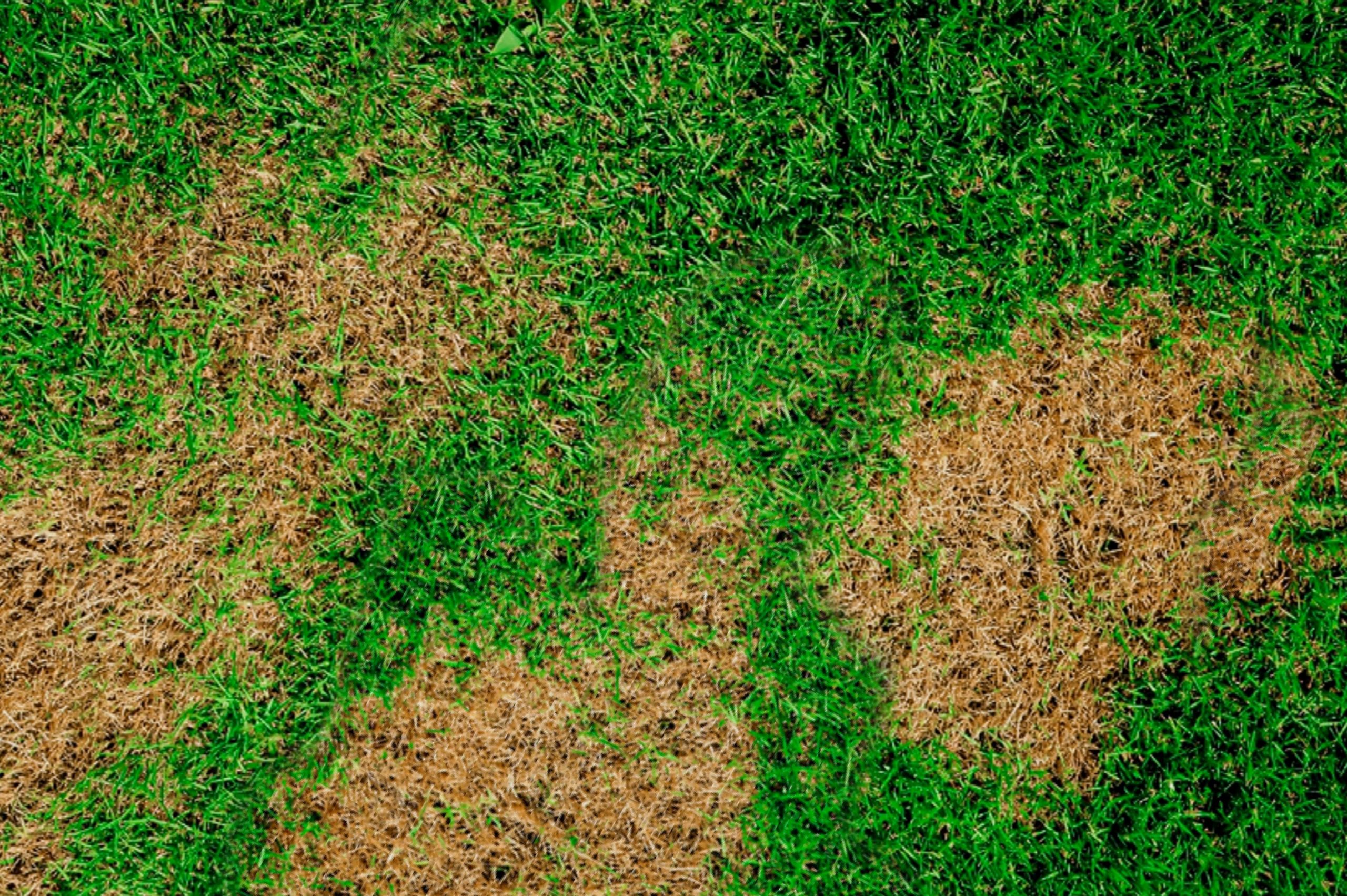 How to to Get Rid of Brown Patch Fungus on Grass