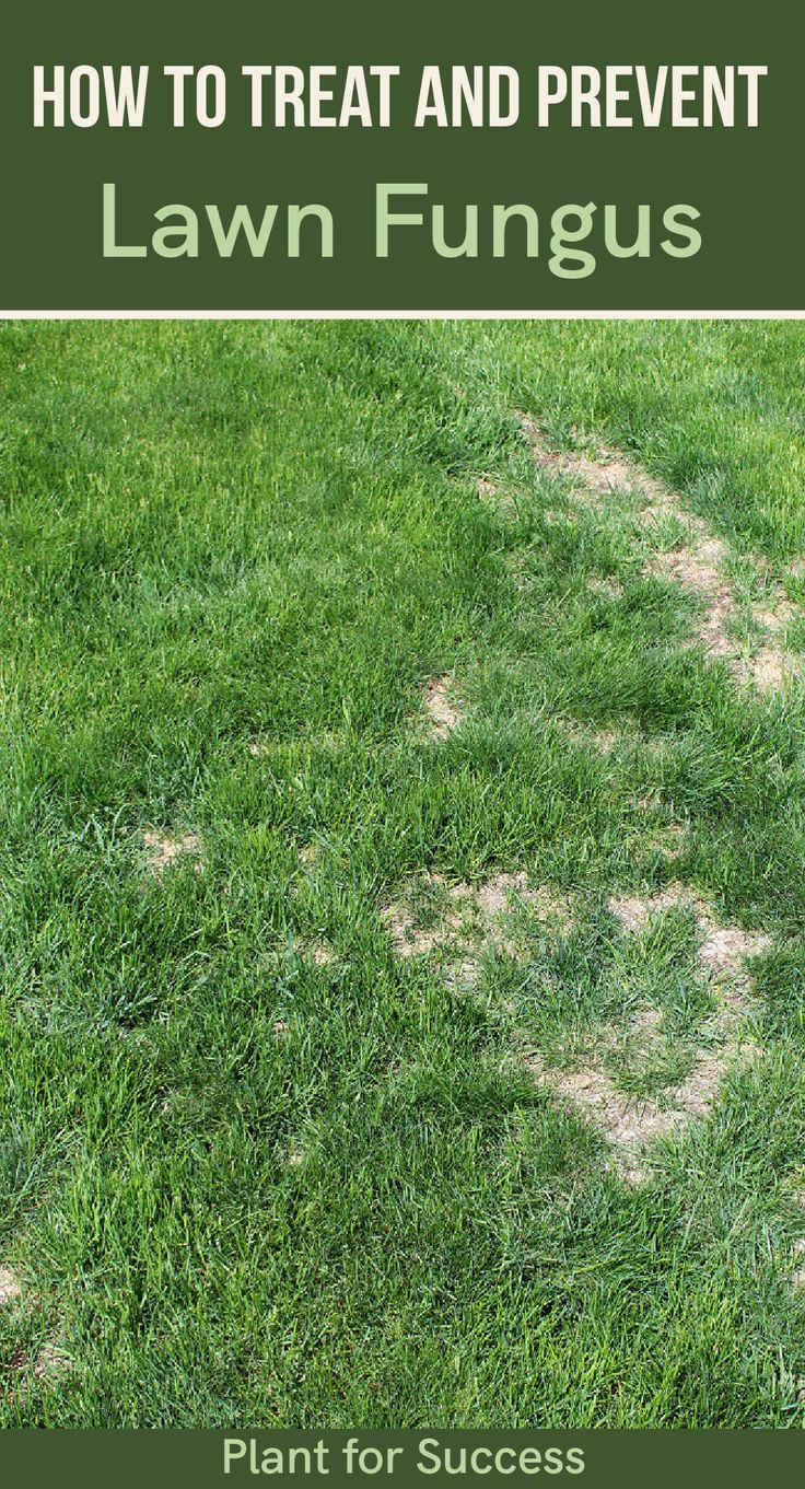 How to Treat and Prevent Lawn Fungus in 2021