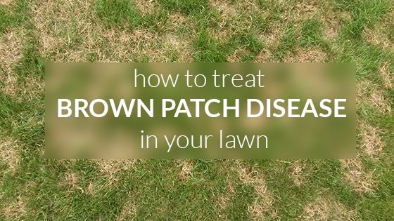 How to treat brown patch disease in your lawn ...