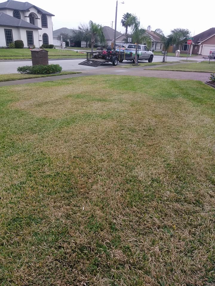How to Treat Brown Patches in Your St. Augustine Grass