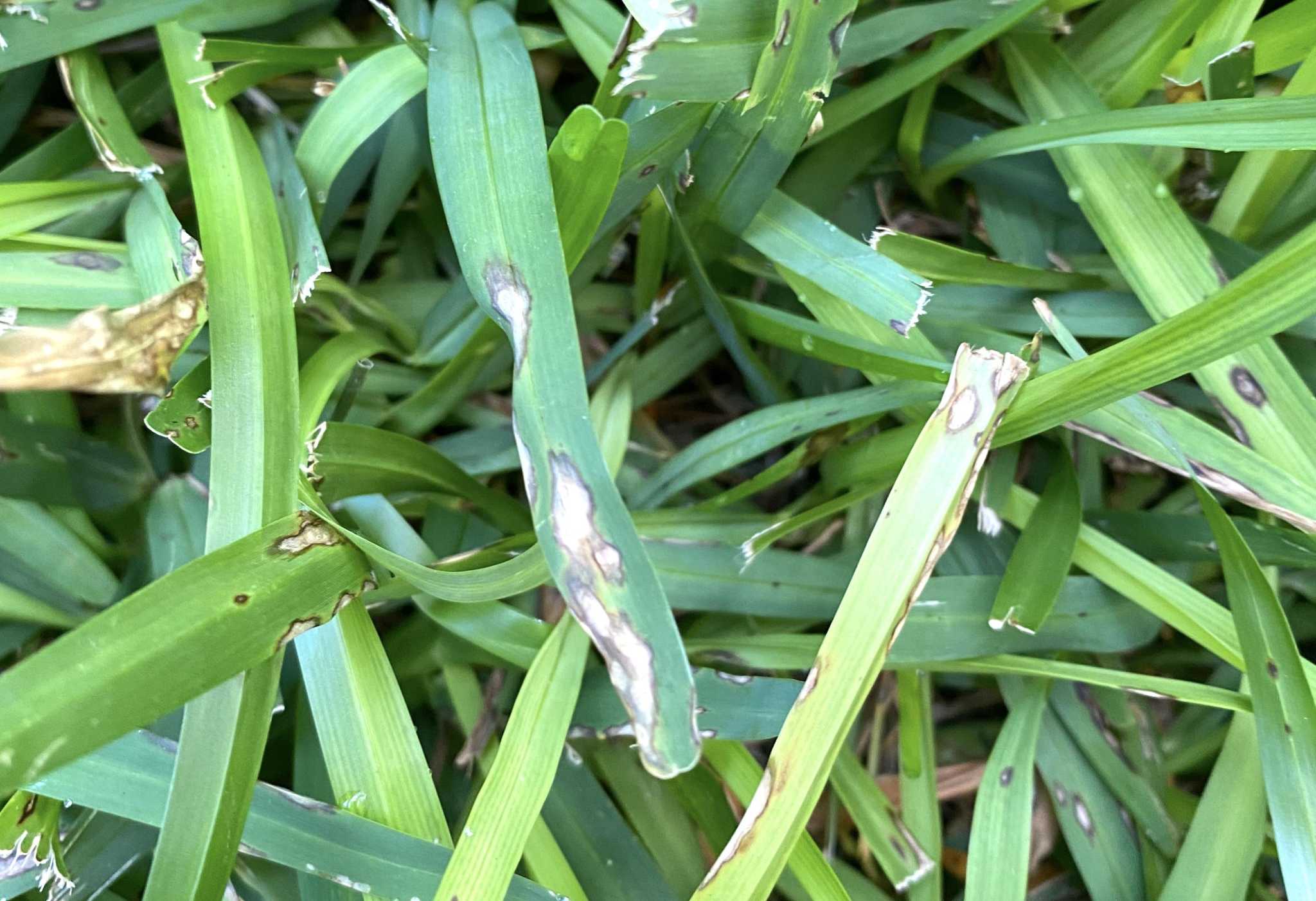 How to treat gray fungus leaf spot on your lawn