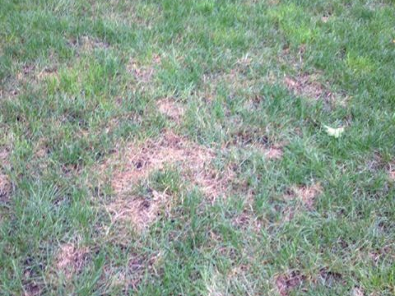 How to Treat Lawn Fungus During The Humid Months