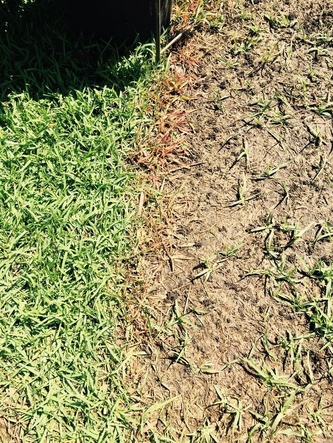 How to Treat Lawn Fungus