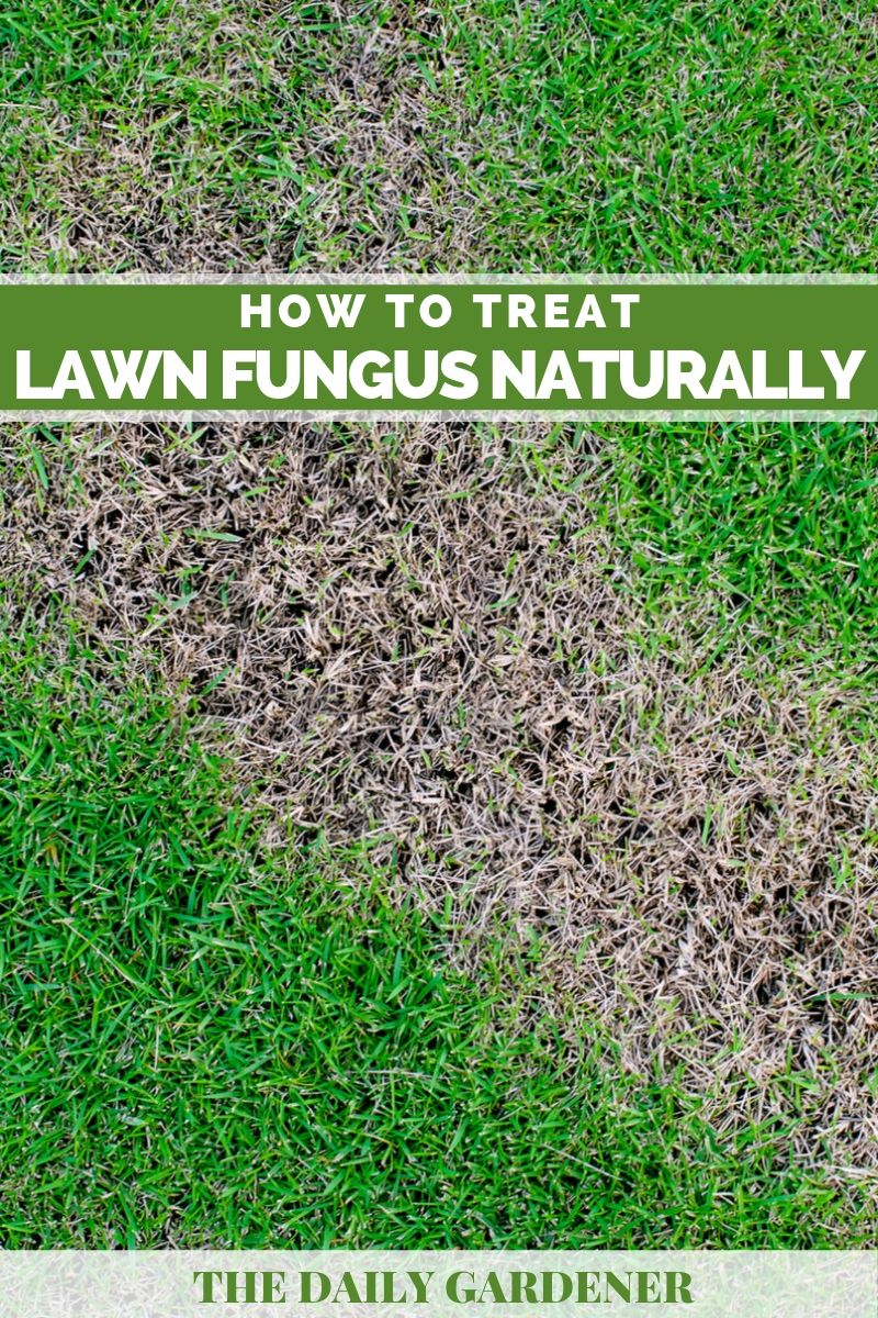 How to Treat Lawn Fungus Naturally?