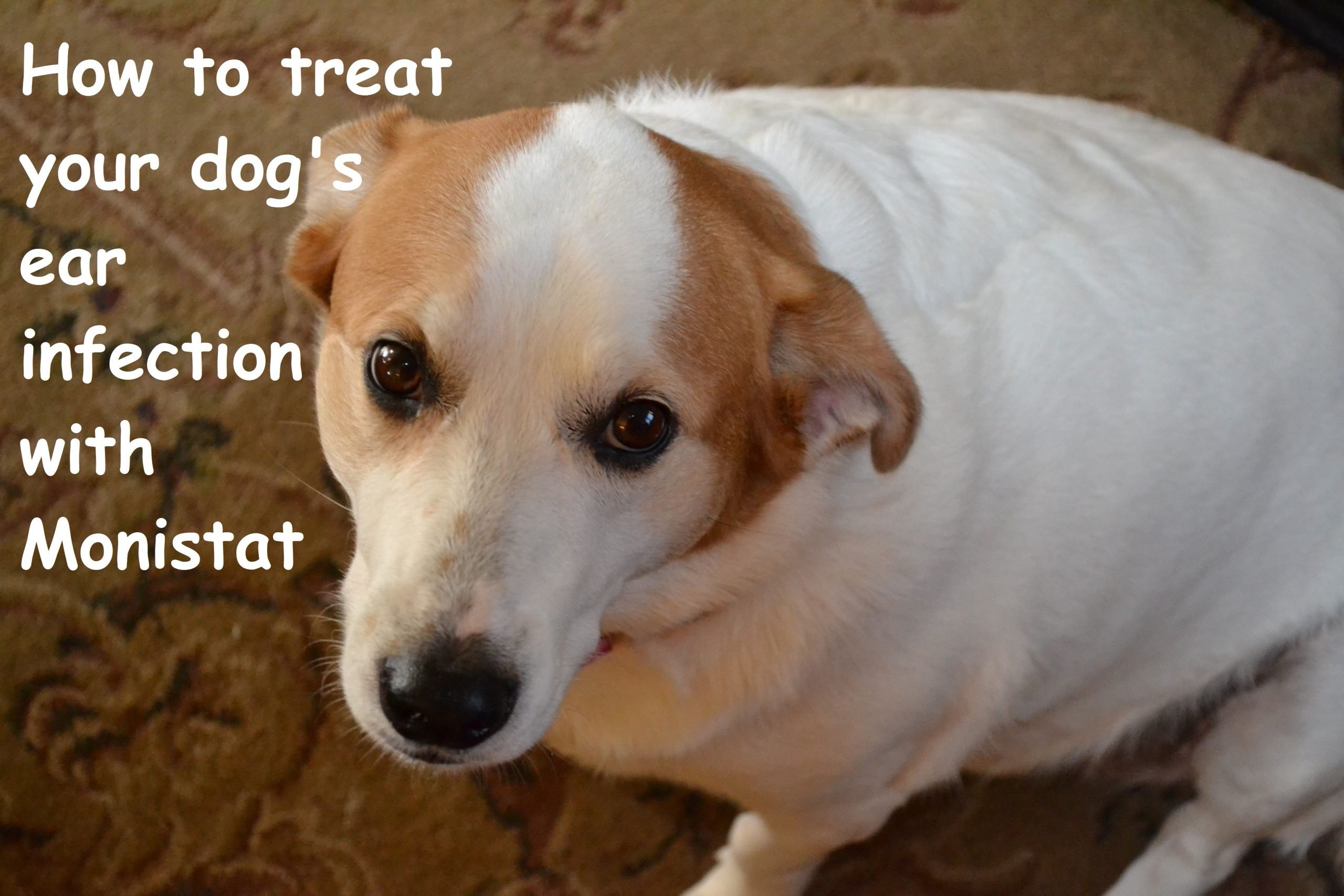 How to Treat Your Dog