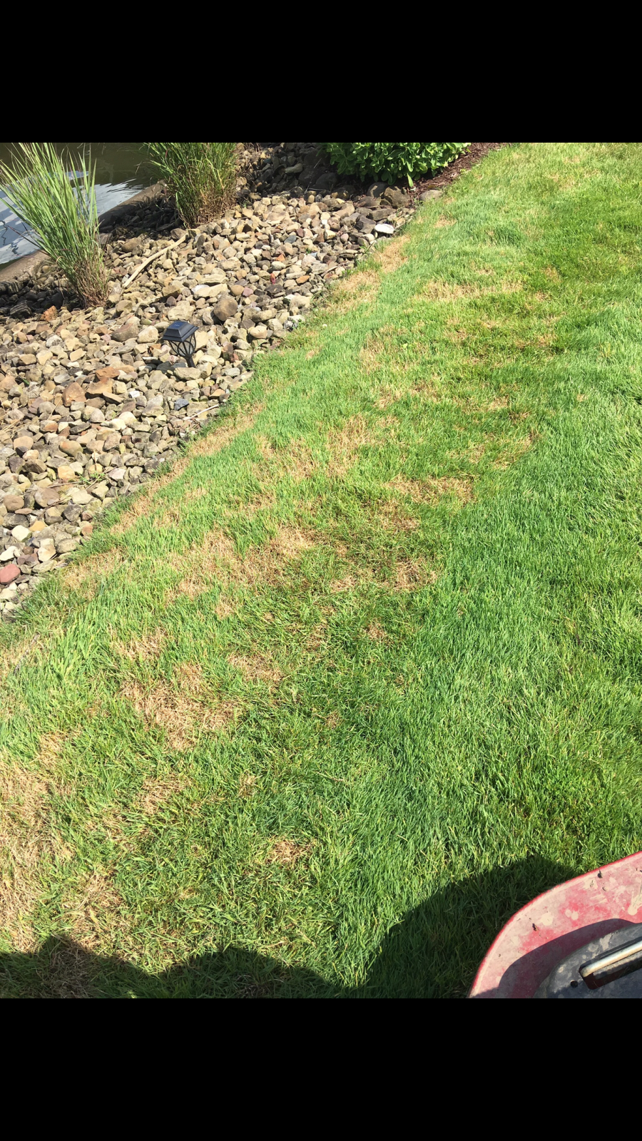 Identifying and treating lawn disease